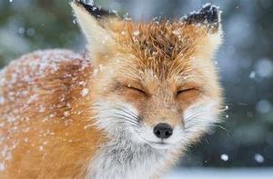 Happy little fox